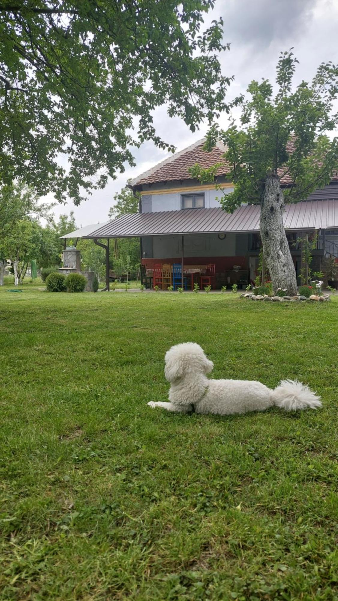 Apartmani Petkovic 226 Velika Drenova Bagian luar foto